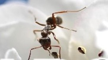 Ameisen  "Die heimliche Weltmacht"